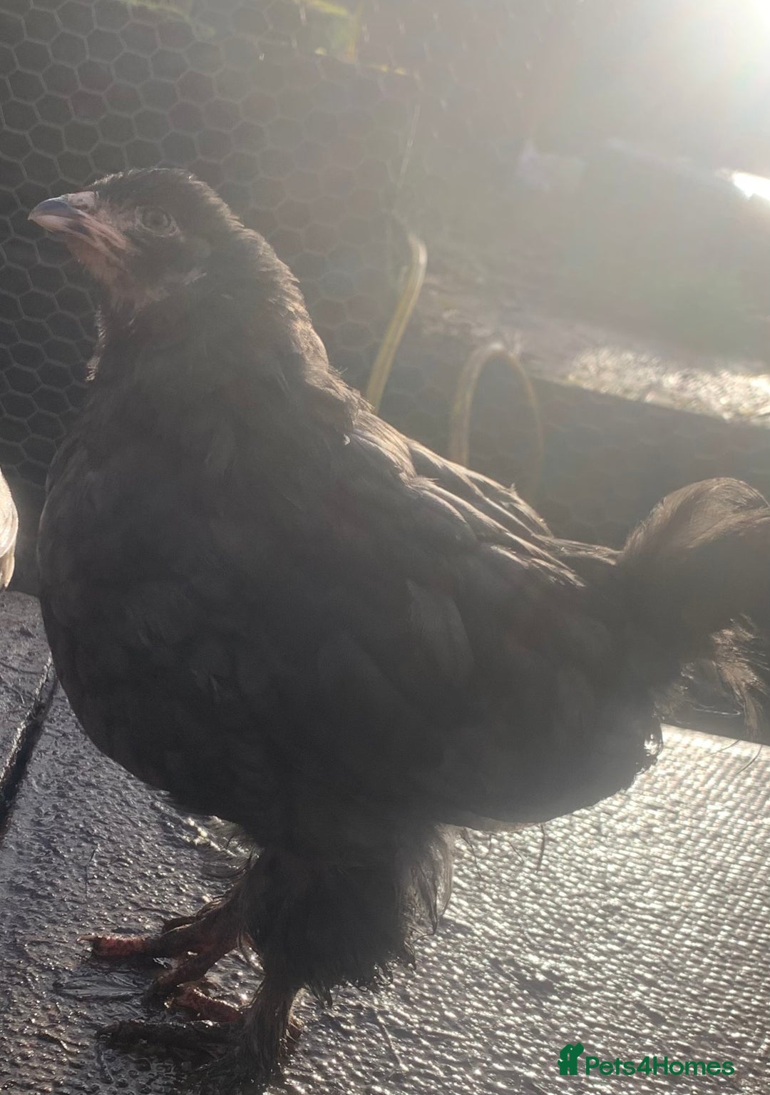 Chickens poultry for sale: Hens  - Advert 7