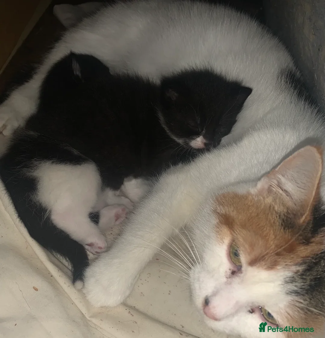 Mixed Breed cats for sale: Ginger and tuxedo beautiful playful kittens  in Liverpool - Advert 2