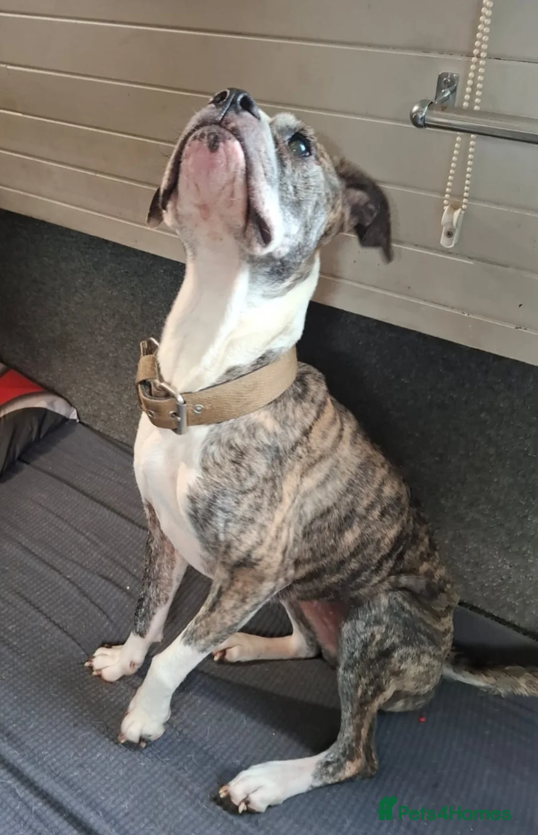 Mixed Breed dogs for sale: Penny - Advert 2