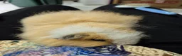 Guinea Pig rodents for sale: Swiss Boar  in Beaworthy - Advert 4