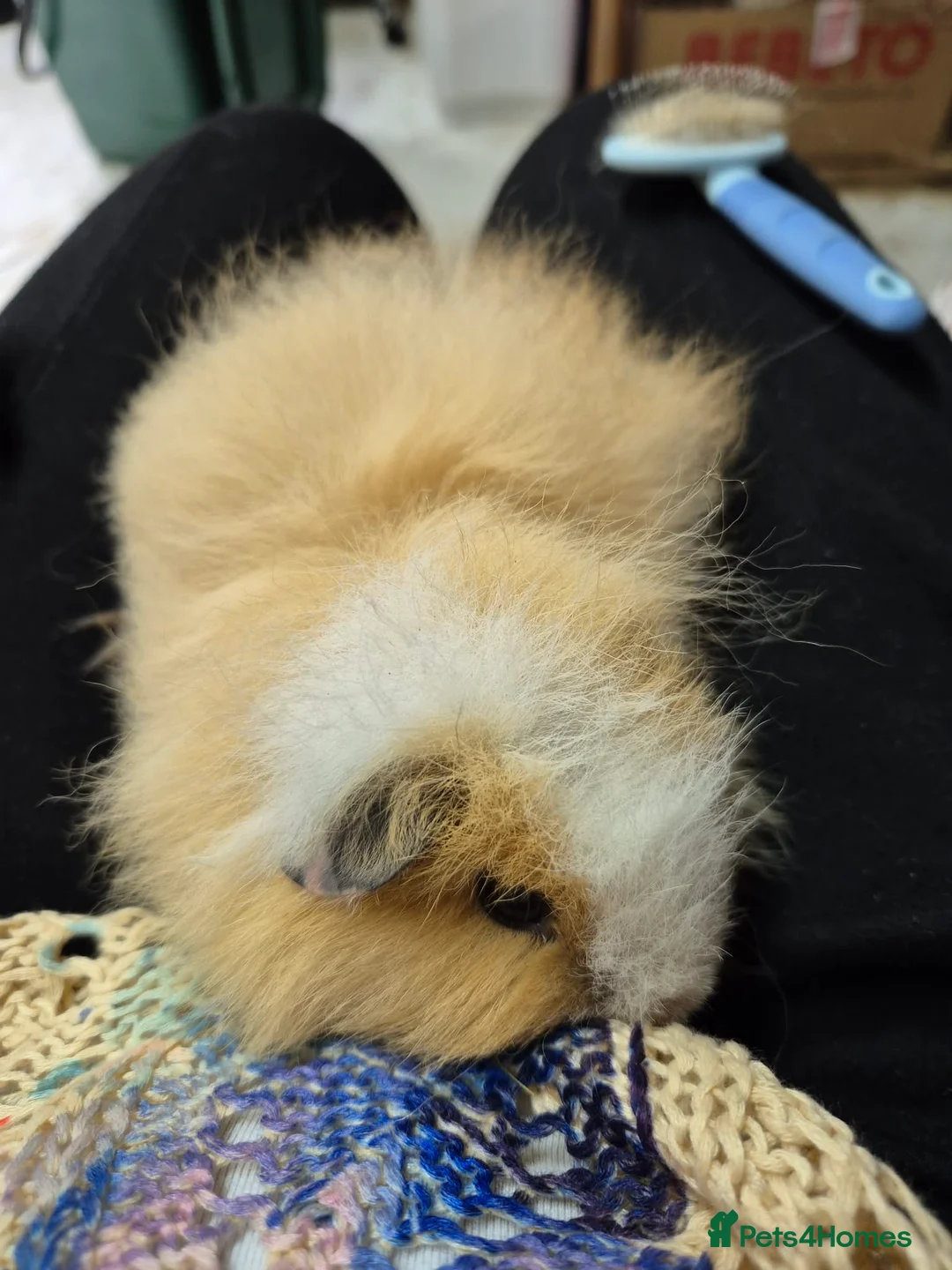 Guinea Pig rodents for sale: Swiss Boar  in Beaworthy - Advert 4