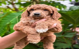 Standard Poodle dogs for sale: Standard Poodle Puppies Looking for Their Families - Image 5