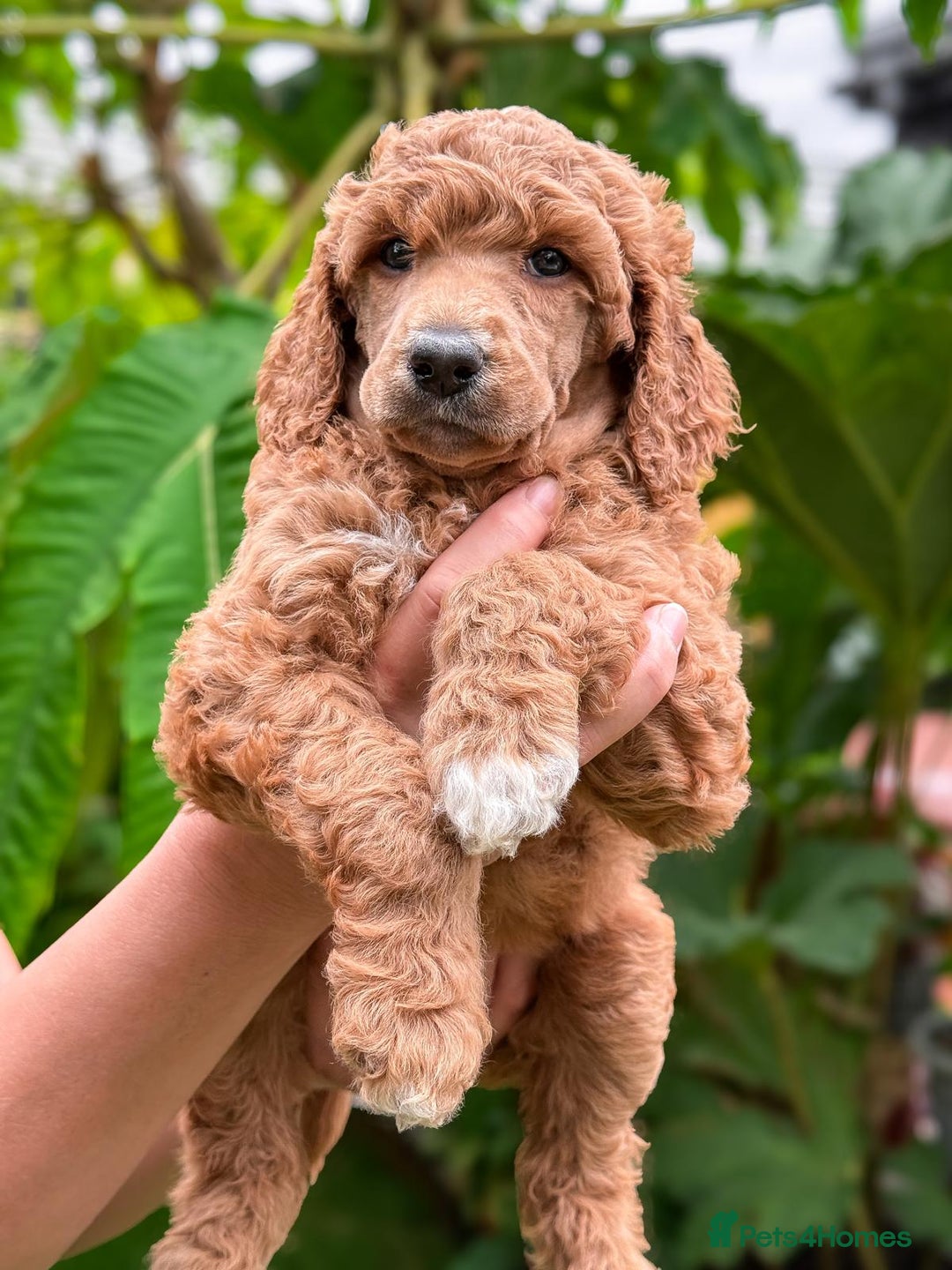 Standard Poodle dogs for sale: Standard Poodle Puppies Looking for Their Families - Image 5
