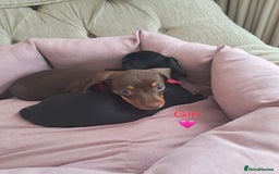 Dachshund dogs for sale: Outstanding miniature dachshund puppies  - Image 4