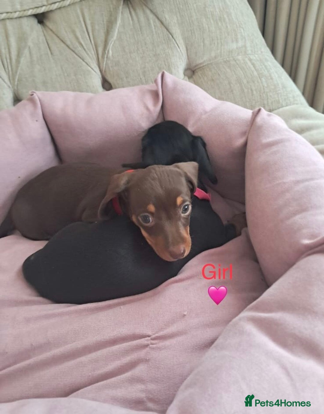 Dachshund dogs for sale: Outstanding miniature dachshund puppies  - Image 4
