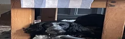 Sprocker dogs for sale: Beautiful F2 Sprocker Puppies  - Advert 2