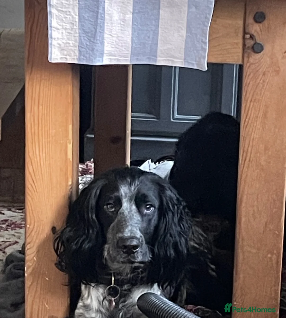 Sprocker dogs for sale: Beautiful F2 Sprocker Puppies  - Advert 2