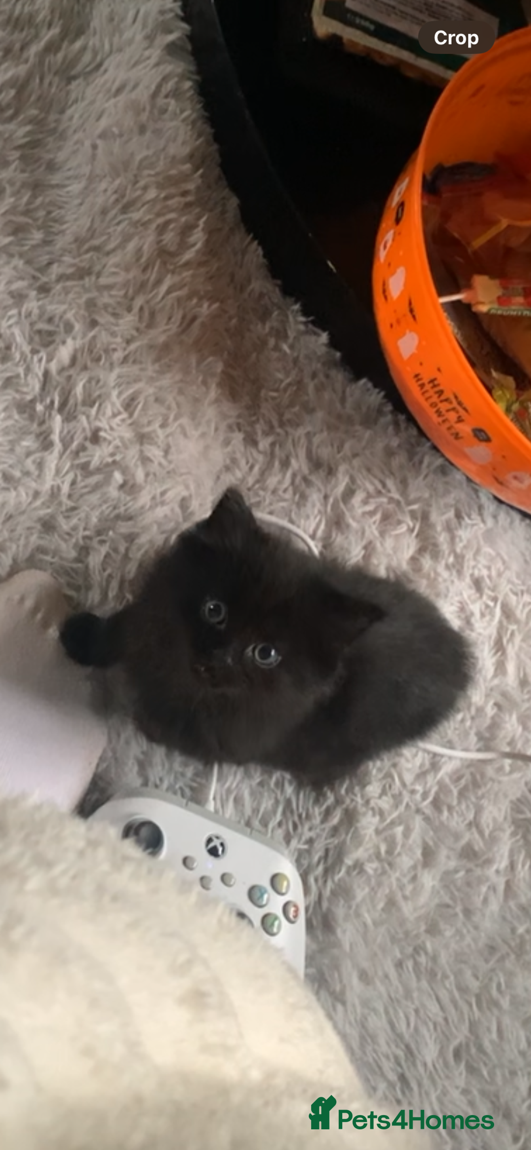 Mixed Breed cats for sale: 1 Male Long Haired Kitten left - Advert 1