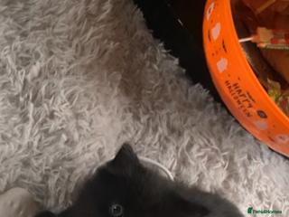 Mixed Breed cats 1 Male Long Haired Kitten left - Advert 1