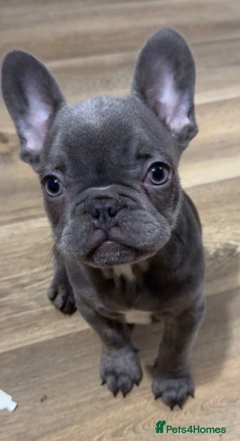 French Bulldog dogs DISCOUNTED!!! FRENCHIE PUPS 1 male 1 female!!! - Advert 9