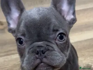 French Bulldog dogs DISCOUNTED!!! FRENCHIE PUPS 1 male 1 female!!! - Advert 9