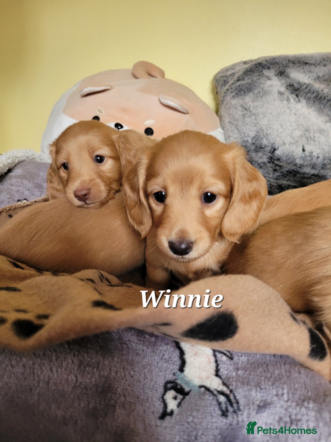 Dachshund dogs for sale: Long Haired KC Miniature Dachshund - Advert 23