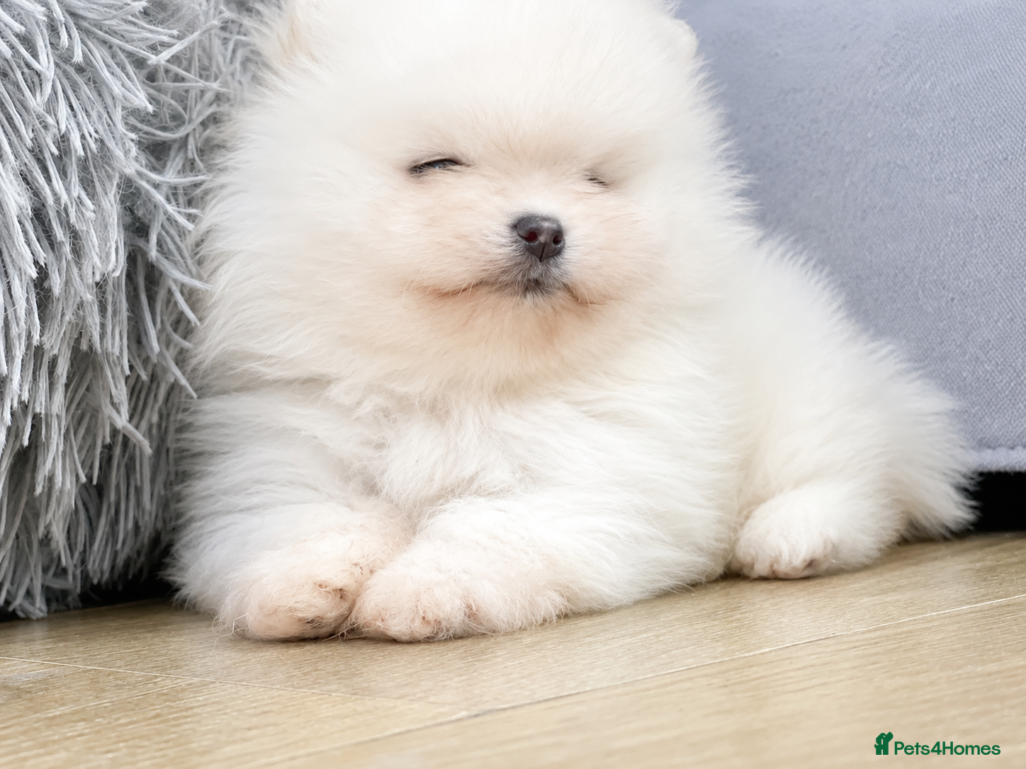 Pomeranian dogs     Luxury White Pomeranian Puppies  - Advert 12