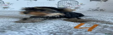 Yorkshire Terrier 4