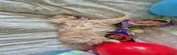 Pomeranian dogs for sale: READY TO MELT YOUR HEART TINYTEDDYBEAR POMERANIAN  - Advert 4