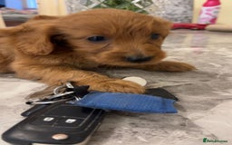 Cockapoo dogs for sale: F1 Cockapoo pups for sale  - Image 11