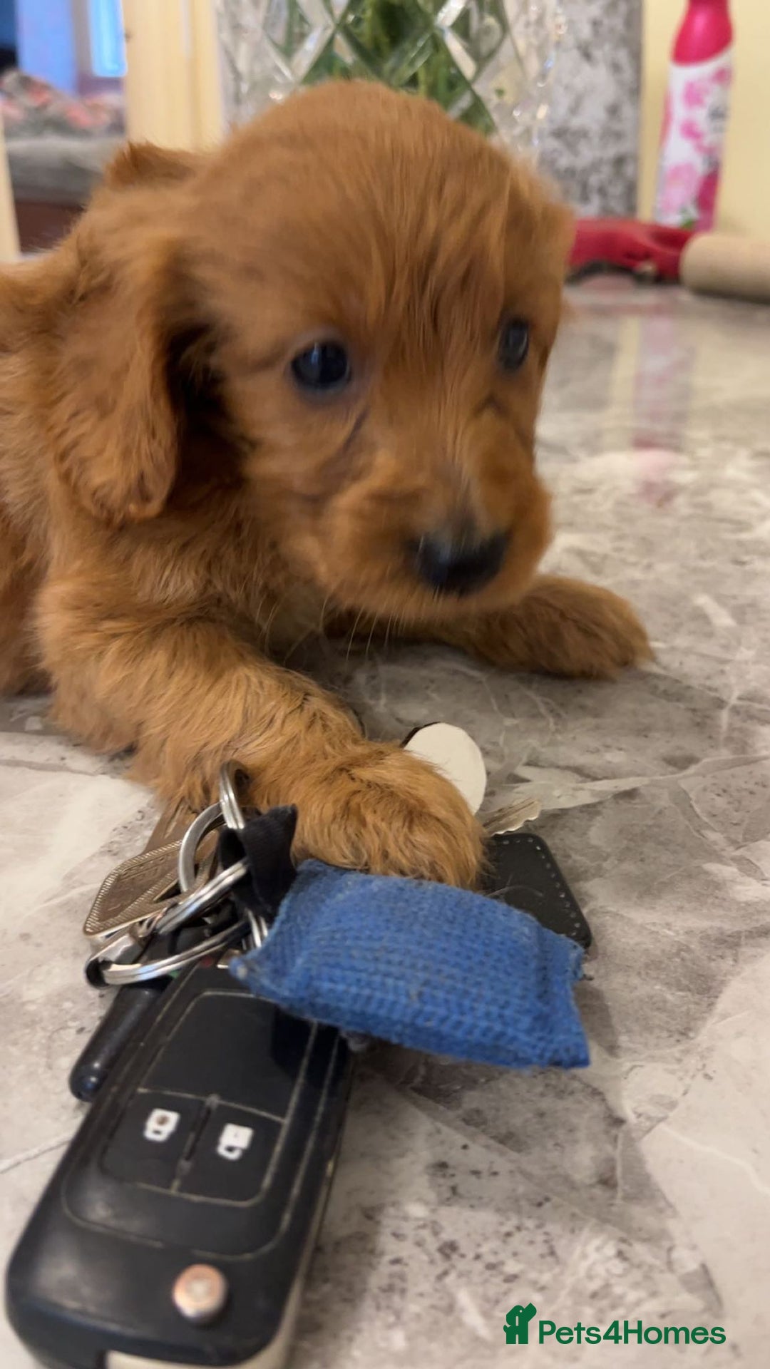 Cockapoo dogs for sale: F1 Cockapoo pups for sale  - Image 11