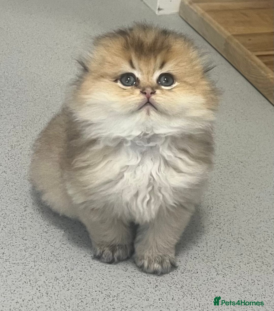 Scottish Fold cats for sale: Pedigree cutest SFLH kittens   - Advert 17