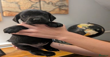 Mixed Breed dogs - Advert 8