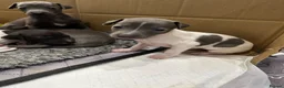 Italian Greyhound dogs for sale: Beautiful Italian greyhounds - Advert 8