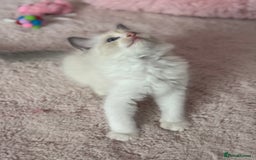 Ragdoll cats for sale: Extremely cuddly Ragdoll kittens! - Image 7