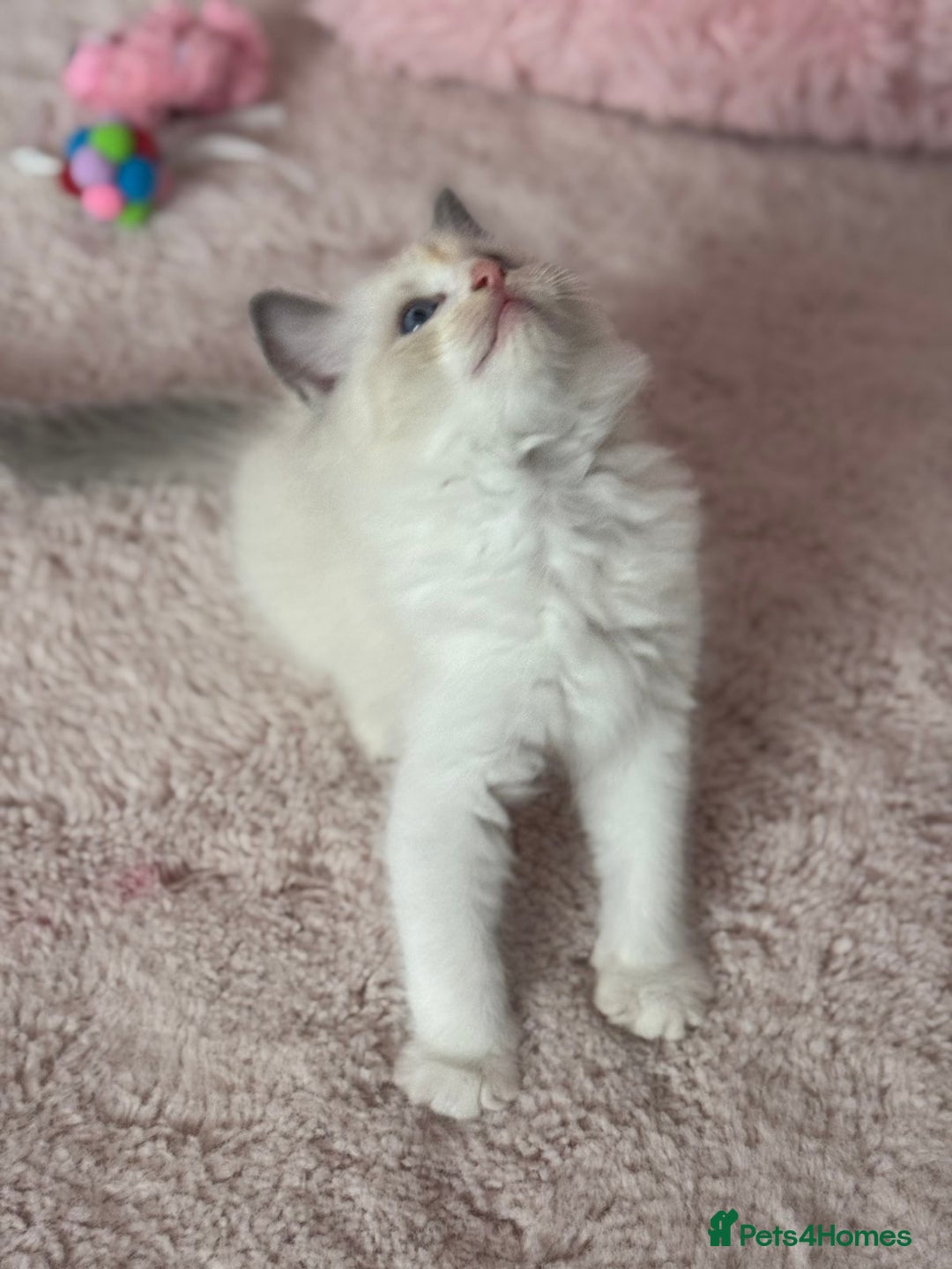 Ragdoll cats for sale: Extremely cuddly Ragdoll kittens! - Image 7