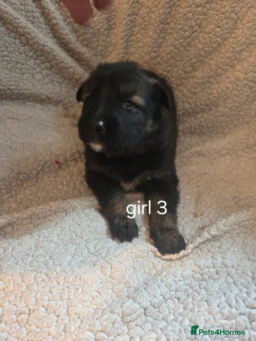 German Shepherd dogs for sale: Beautiful German shepherd puppy’s💕💙 - Advert 6