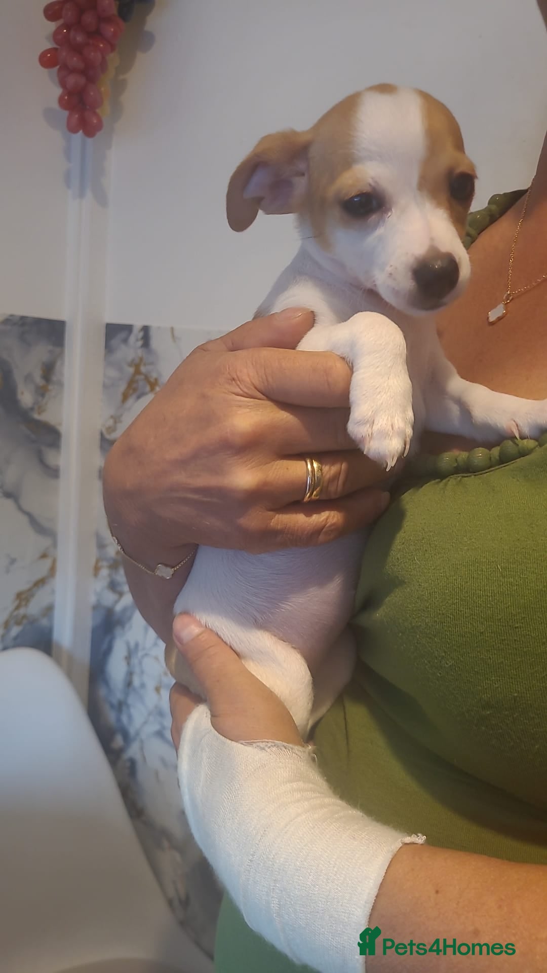 Jack Chi dogs 3 beautifully puppies for sale - Advert 2