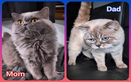 British Shorthair cats for sale: 💙❤️COLORPOINT 🐾BSH 🏆GCCF & TICA reg - Image 29