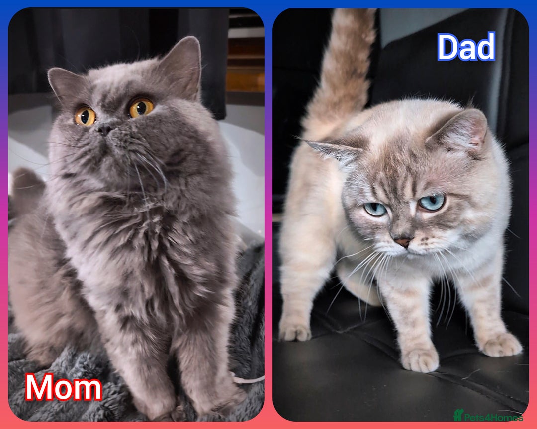 British Shorthair cats for sale: 💙❤️COLORPOINT 🐾BSH 🏆GCCF & TICA reg - Image 29