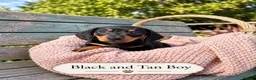 Miniature Dachshund dogs for sale: Miniature Dachshund Boys and Girl - Advert 13