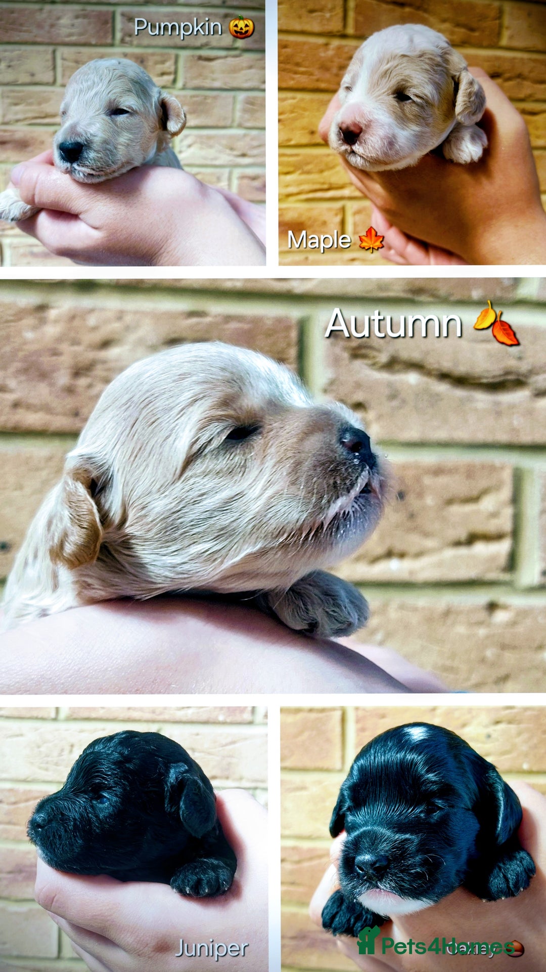 Toy Poodle dogs for stud: Silver Toy poodle  in Verwood - Advert 9