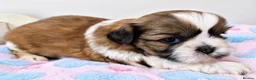 Shih Tzu dogs for sale: Beautiful Shih Tzu Puppies – 2 Girls & 3 Boys in London - Advert 5