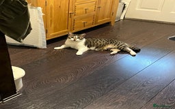 Mixed Breed cats for adoption: Two lovely ladies need a new home! in Hook - Advert 5