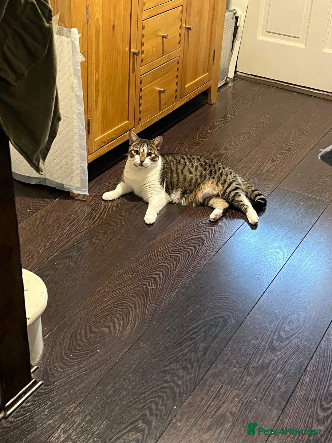 Mixed Breed cats for adoption: Two lovely ladies need a new home! in Hook - Advert 5