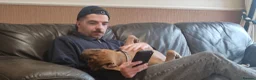 American Bulldog dogs for sale: Harley pocket bulldog (re-homing free) - Advert 2