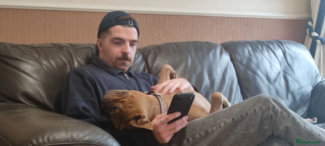 American Bulldog dogs for sale: Harley pocket bulldog (re-homing free) - Advert 2