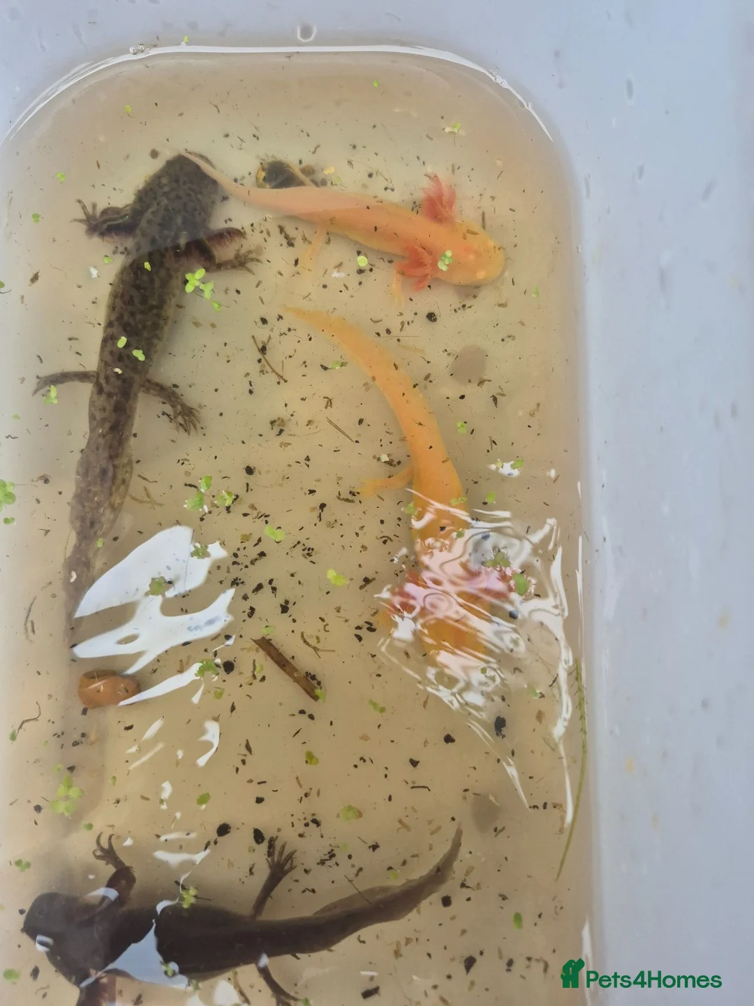 Other/Mixed Breed fish for sale: Axolotl - Advert 5
