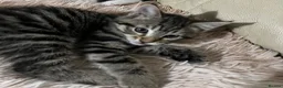 Mixed Breed cats for sale: 6 Lovely Kittens for sale  - Advert 6