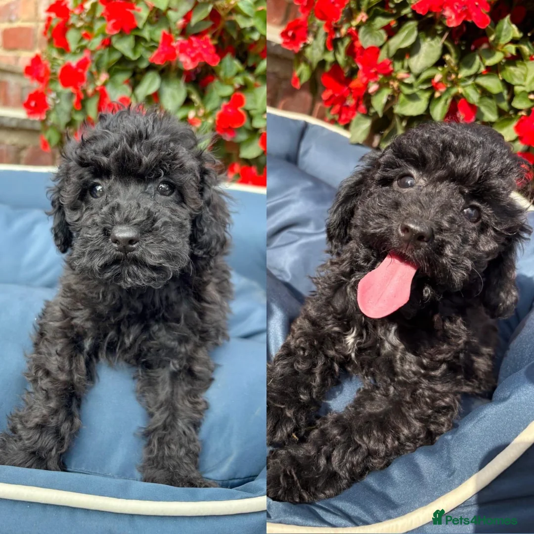 Toy Poodle dogs for sale: Stunning toy poodles!!! - Advert 1