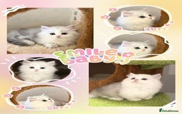 Munchkin cats for sale: Super stunning & rare Minuet - Image 2