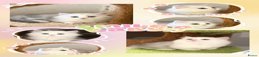Munchkin Kitten 1
