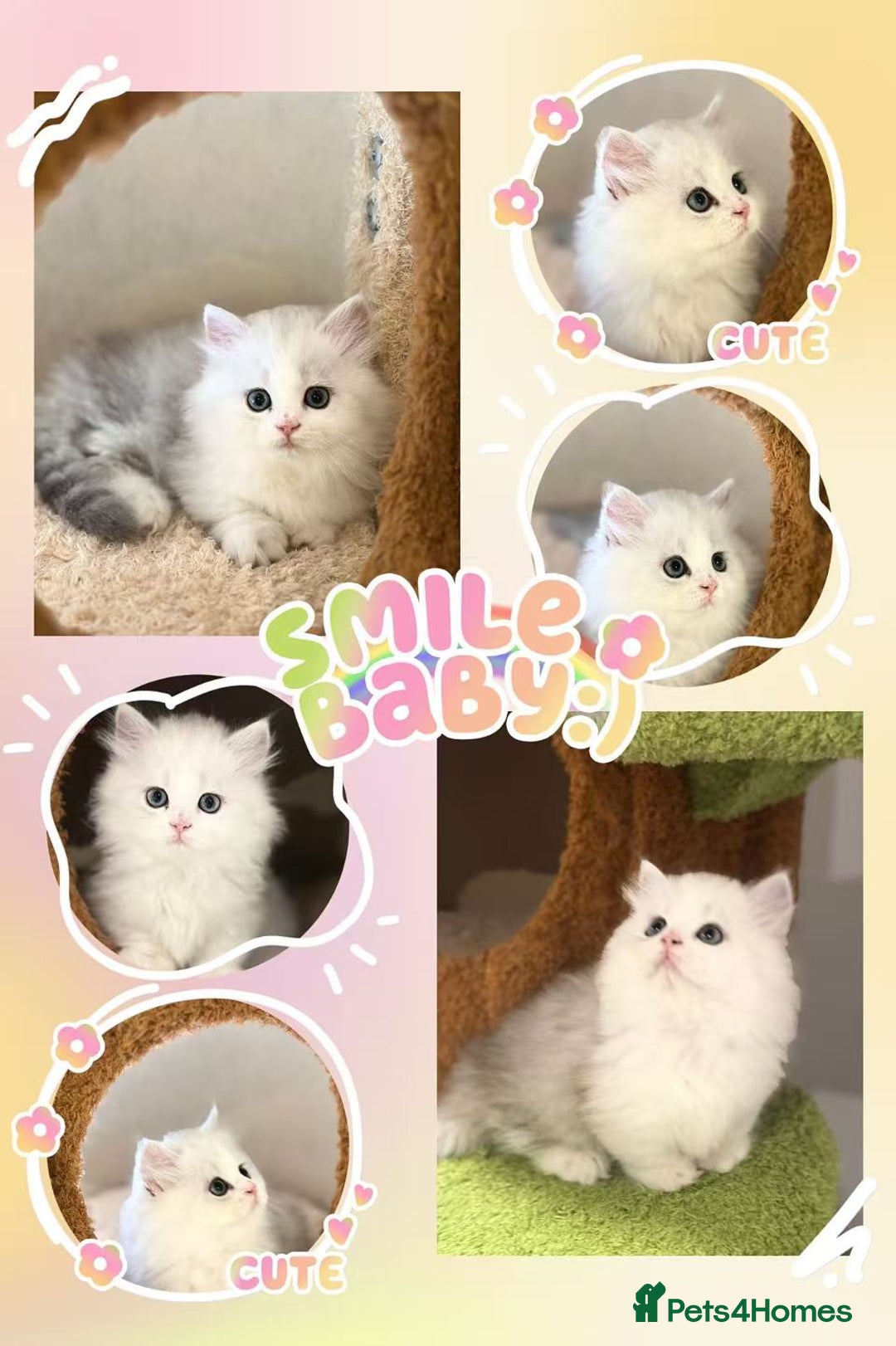 Munchkin cats for sale: Super stunning & rare Minuet - Image 2