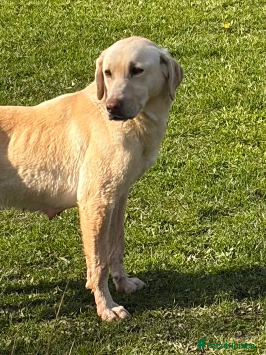 Labrador Retriever dogs for sale: Yellow kc registered Labrador retriever - Advert 2