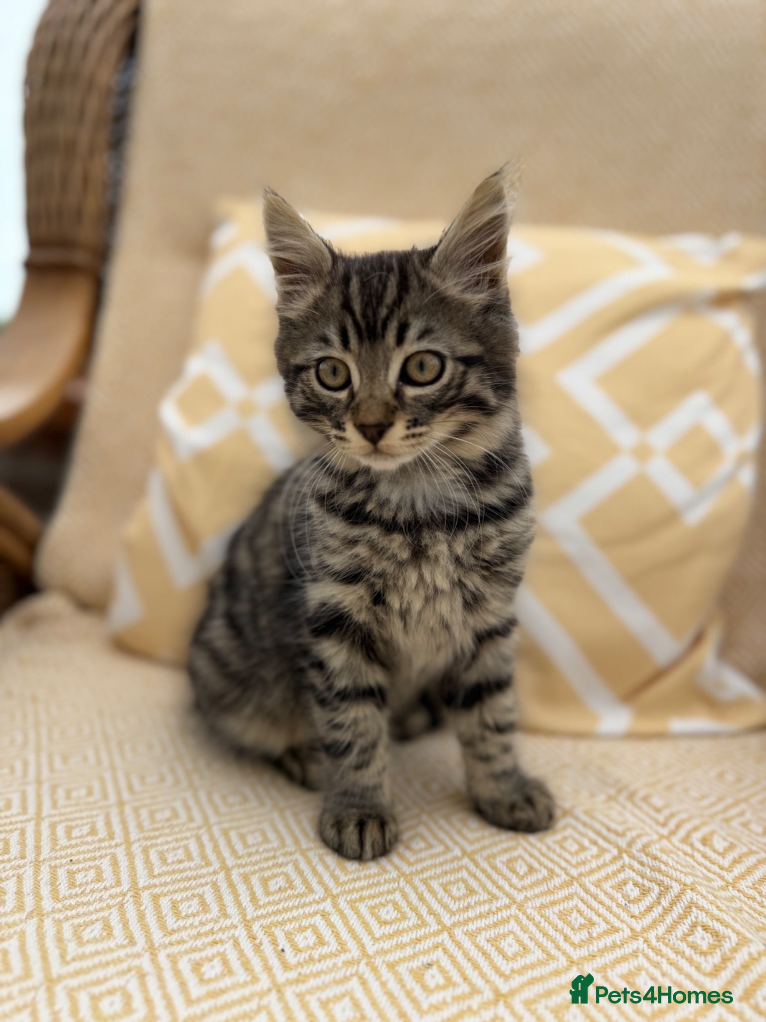 Mixed Breed cats Beautiful long haired male mixed kitten for sale - Advert 4