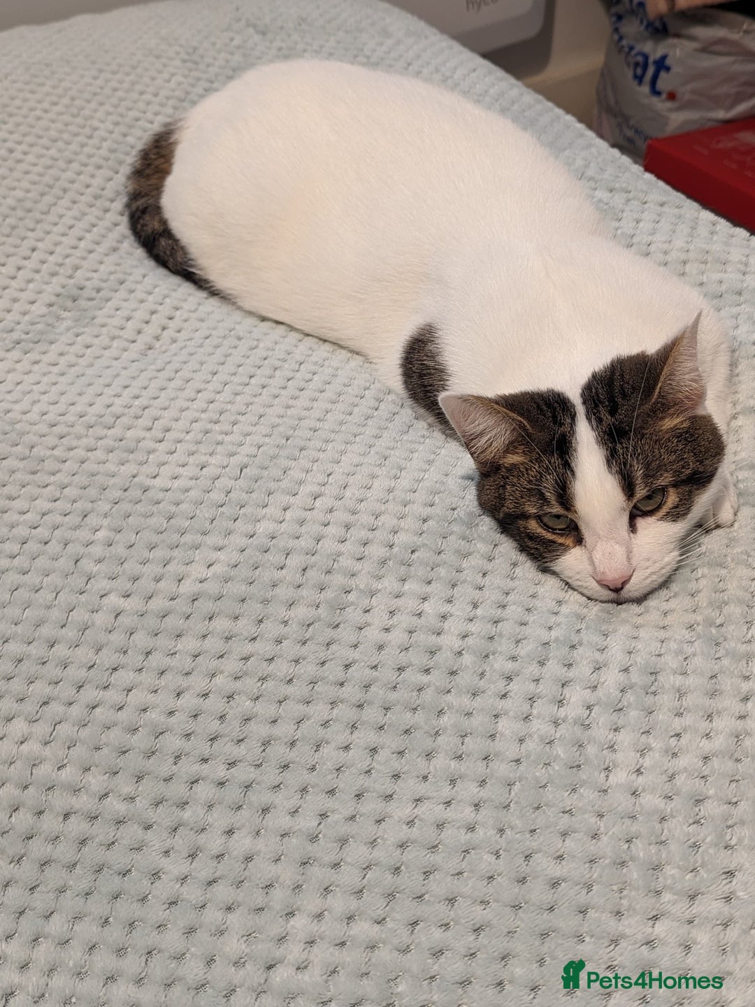 Mixed Breed cats for sale: Albie: Friendly white/tabby looking for new home - Advert 8