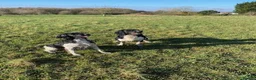 English Springer Spaniel dogs for sale: KC Registered - Fully Health Tested Parents   - Advert 9