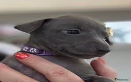 Italian Greyhound dogs for sale: Beautiful Italian Greyhound puppies - Image 13