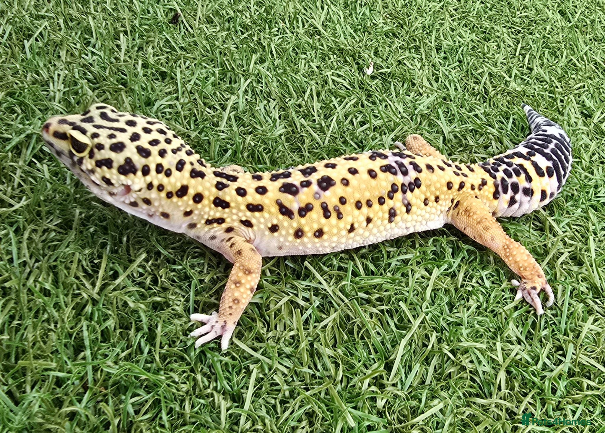 Leopard Gecko reptiles Leopard Geckos - Advert 3