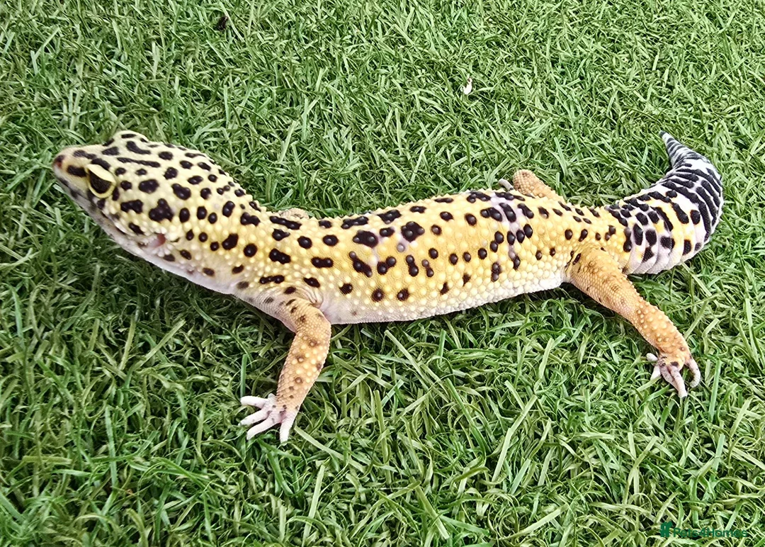 Leopard Gecko reptiles for sale: Leopard Geckos in Kingston upon Thames - Advert 1